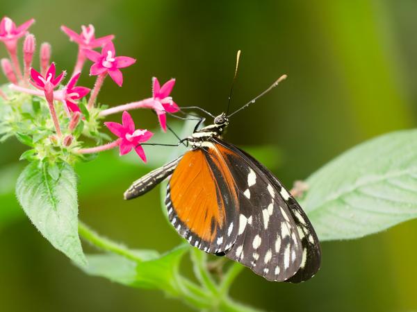 <h3><a href="/trips/costa-rica/biota/animalia/arthropoda/insecta/lepidoptera/nymphalidae/heliconius ismenius/heliconius ismenius-nl.html">Heliconius&nbsp;ismenius</a> /  / </h3>OM-1 Mark II met OLYMPUS M.150-400mm F4.5, 1/100 sec  bij F4.5, ISO 10000, afstand 1.495&nbsp;m